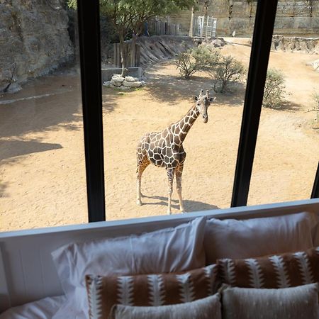 San Antonio Zoo - Spekboom Giraffe Lodge Dış mekan fotoğraf