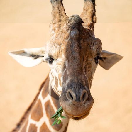 San Antonio Zoo - Spekboom Giraffe Lodge Dış mekan fotoğraf