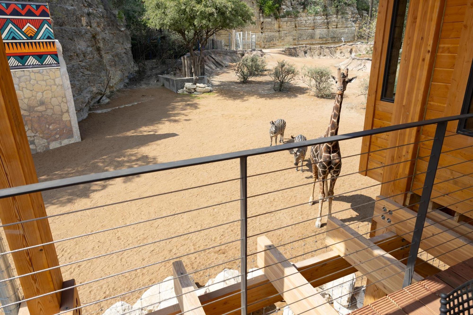San Antonio Zoo - Spekboom Giraffe Lodge Dış mekan fotoğraf
