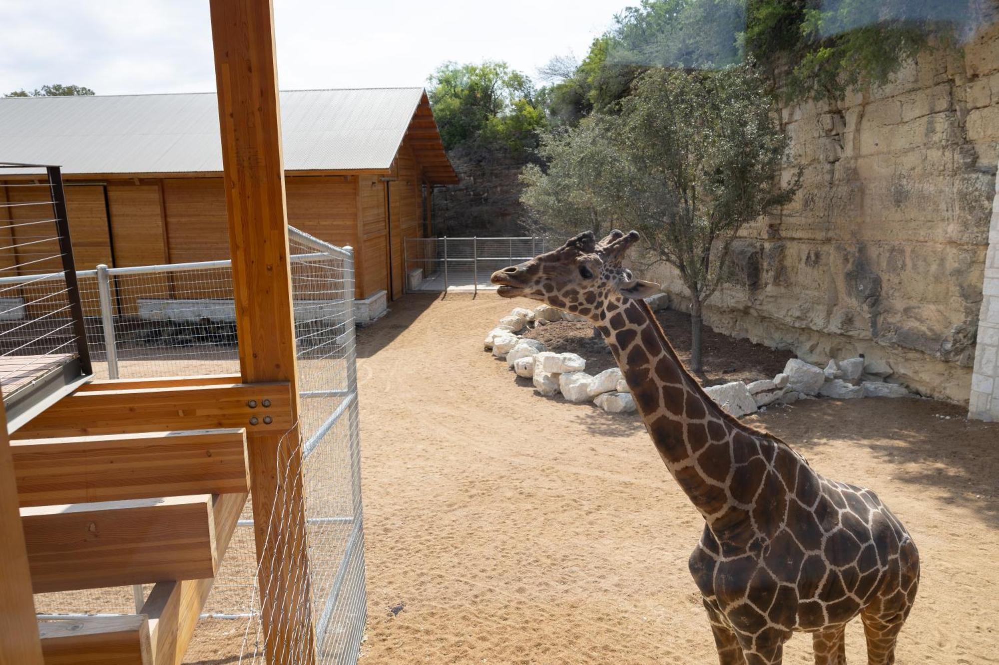 San Antonio Zoo - Spekboom Giraffe Lodge Dış mekan fotoğraf
