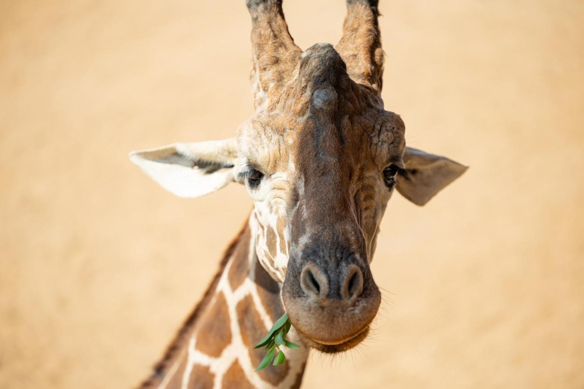 San Antonio Zoo - Spekboom Giraffe Lodge Dış mekan fotoğraf