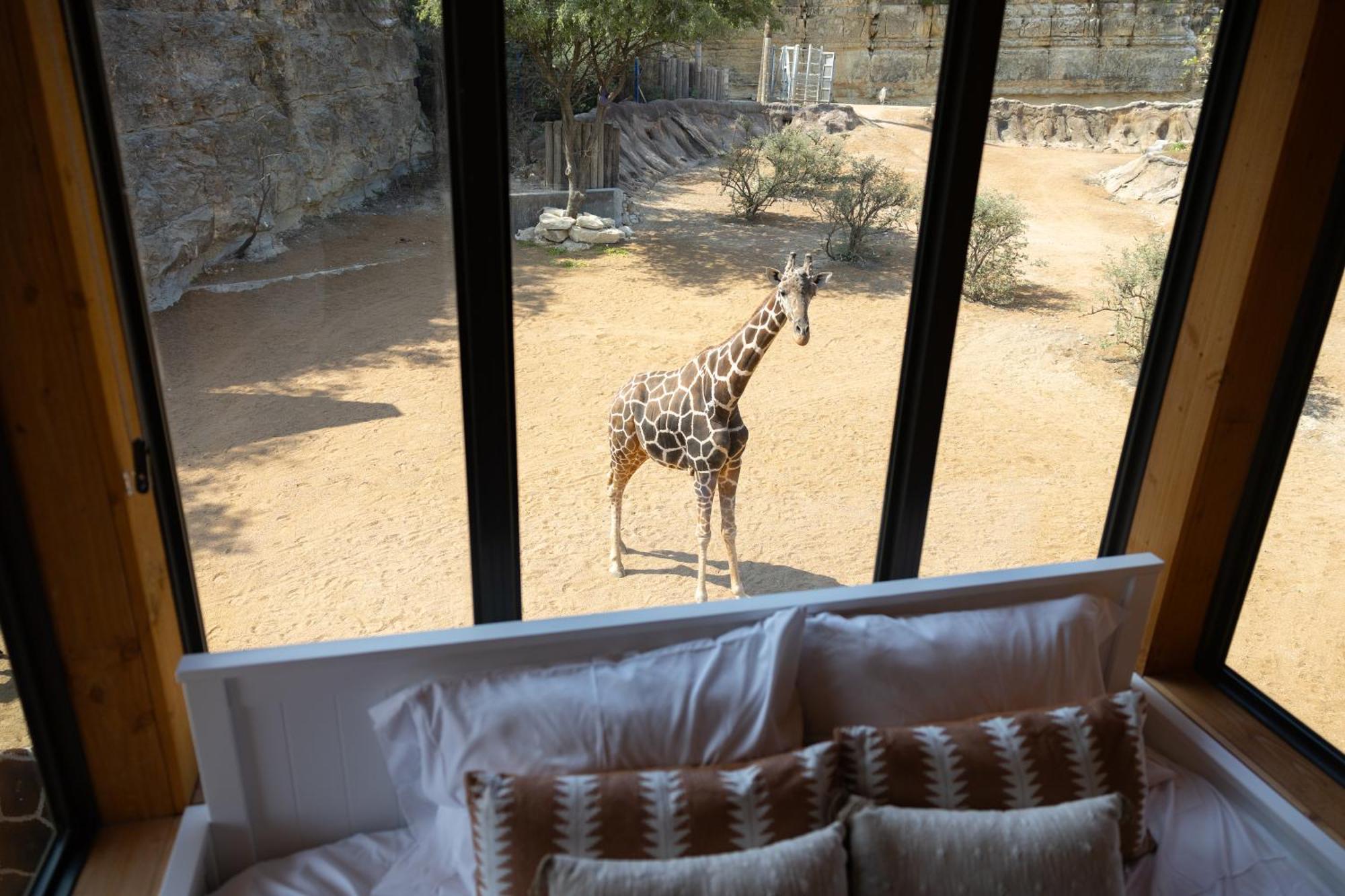 San Antonio Zoo - Spekboom Giraffe Lodge Dış mekan fotoğraf