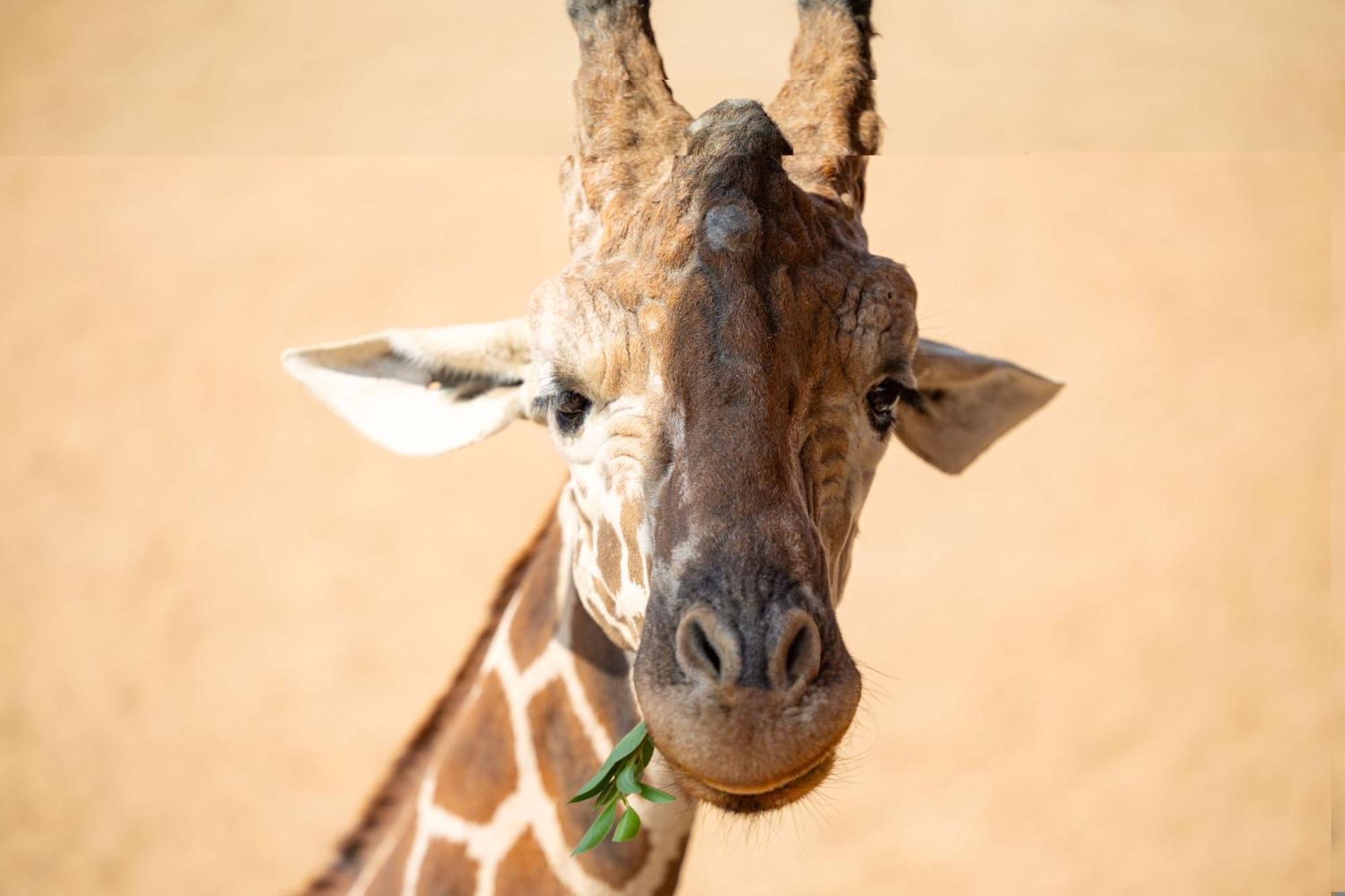 San Antonio Zoo - Spekboom Giraffe Lodge Dış mekan fotoğraf